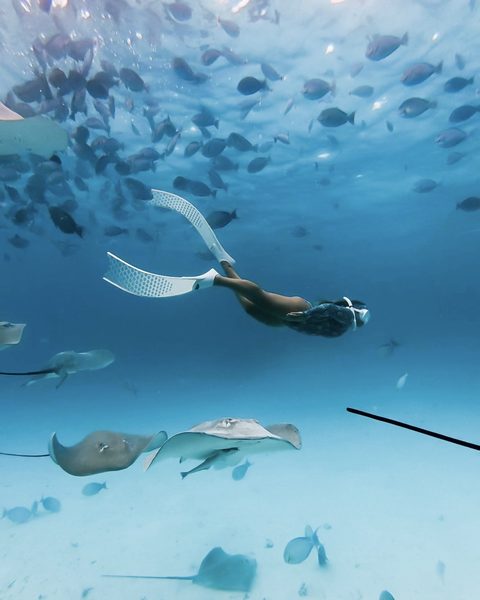 Diving and snorkeling with Ritrella Maldives stingrays and marine life
