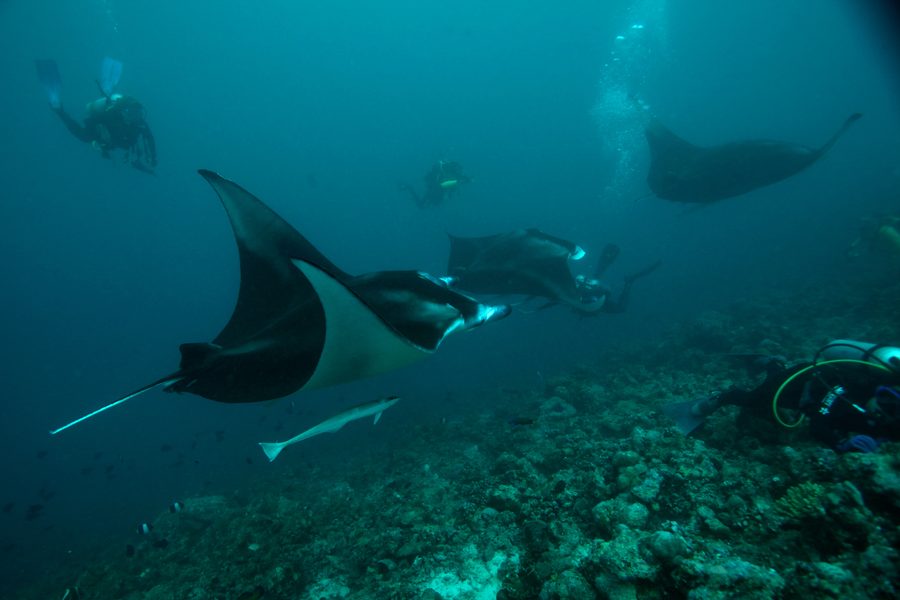 Manta ray diving from Ritrella Cruise Hotel Maldives