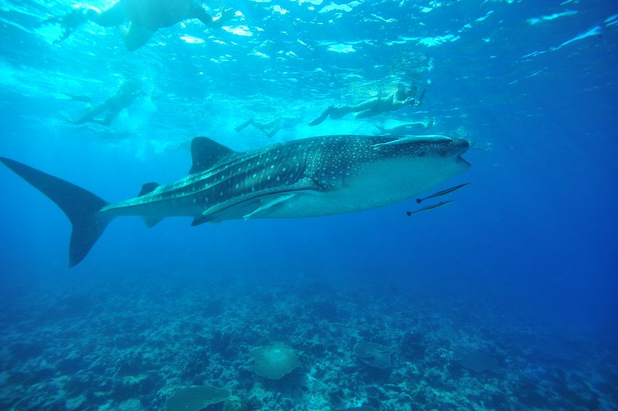 Whale shark snorkeling Maldives Ritrella charter