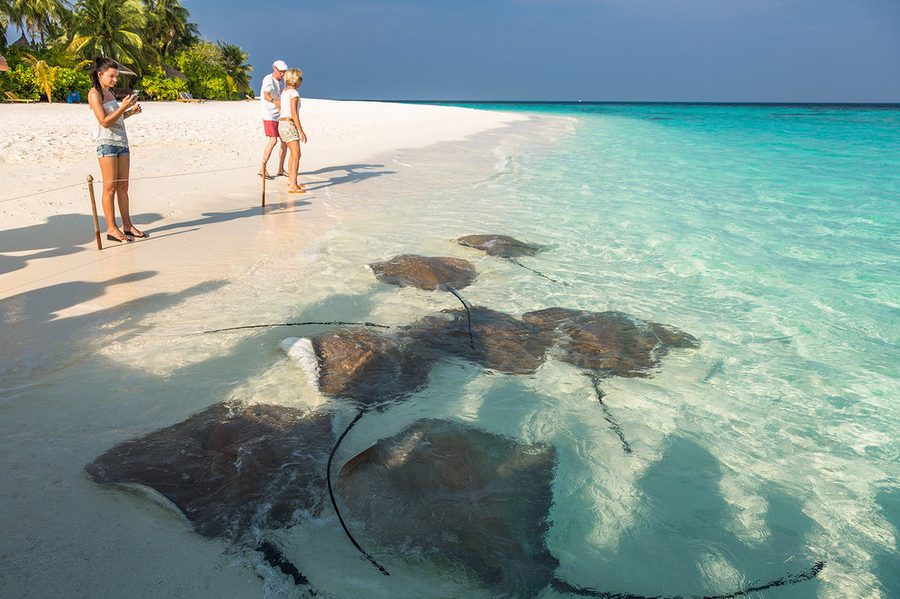 Island hopping Maldives stingrays sandbank Ritrella charter
